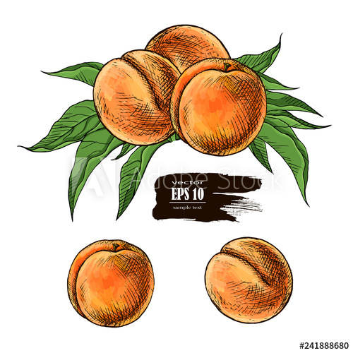 500x500 Peach Drawing