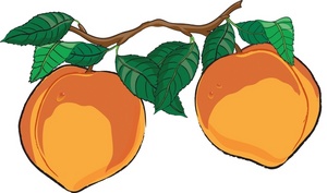 300x177 free peaches clipart image food clipart
