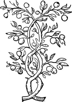 298x425 Fruit Tree Branches Clip Art