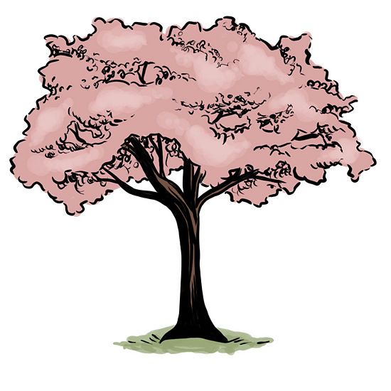 550x550 How To Draw A Cherry Tree Steps