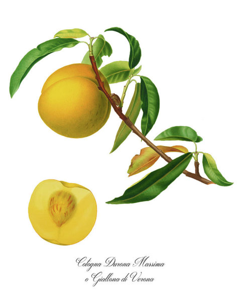 480x600 Peach Flowers Drawings