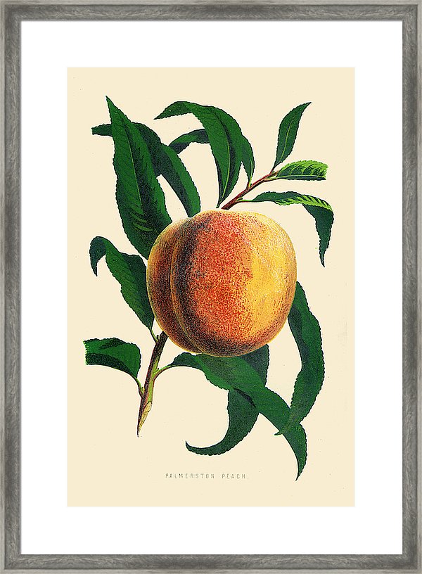600x816 Peach Illustration Framed Print