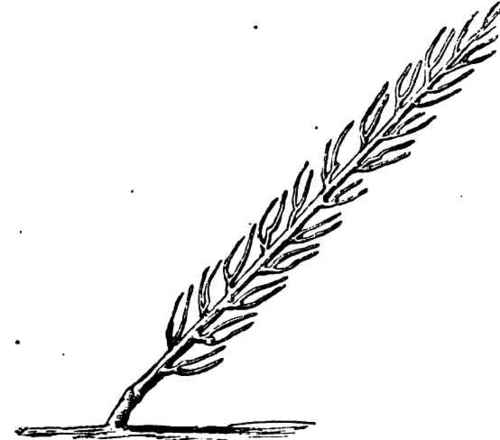 500x440 peaches and nectarines part