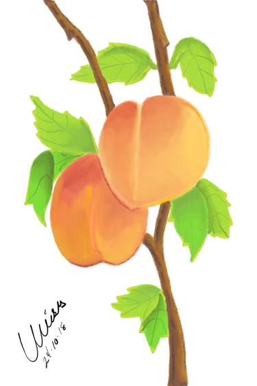 375x563 Amis Drawing