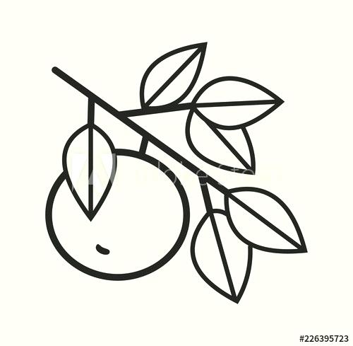 500x489 Simple Apple Drawing Line Drawing Of Apples Simple Line Vector