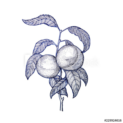 500x499 Stippling Botanical Illustration Of Peach Tree And Leaves