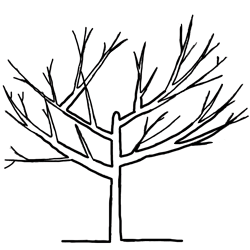 250x250 Training Pruning Fruit Trees Knowledgebase Johnson's Nursery