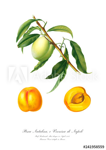 354x500 Vintage Drawing Art Poster Of Peach