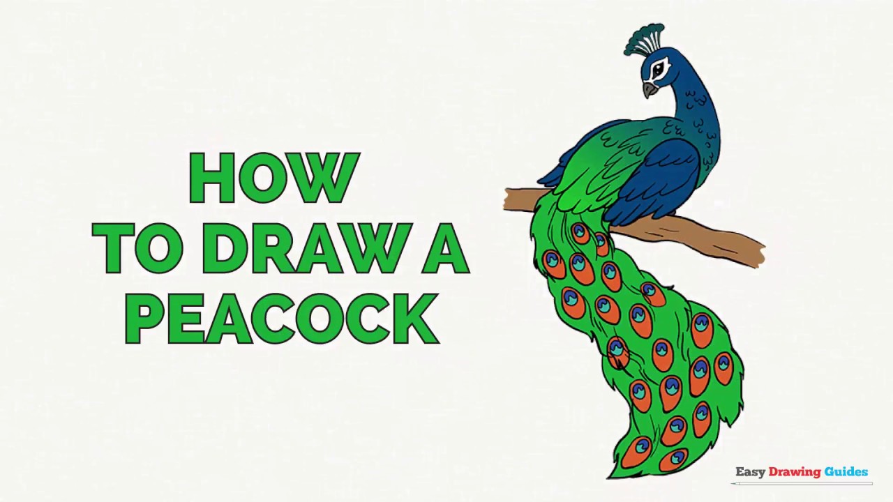 1280x720 How To Draw A Peacock In A Few Easy Steps Drawing Tutorial