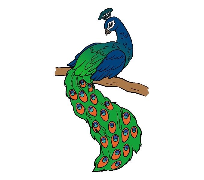 678x600 Peacock Beautiful Image Drawing Peacock Sketch
