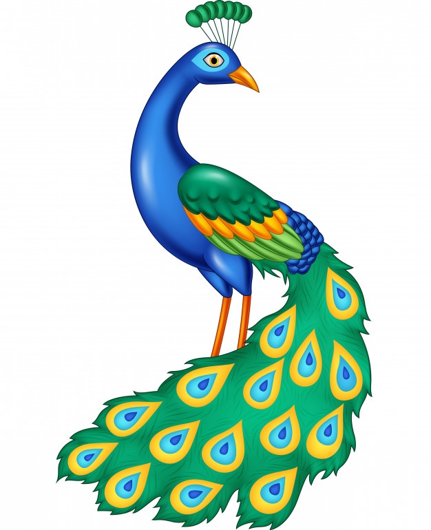 626x770 Peacock Vectors, Photos And Free Download