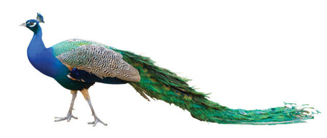 1080x457 the new face of terror peacocks houstonia