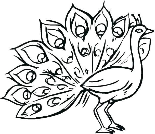 608x525 Drawings Of Peacocks