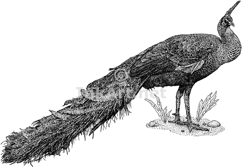 800x552 Green Peacock Stock Art Illustration