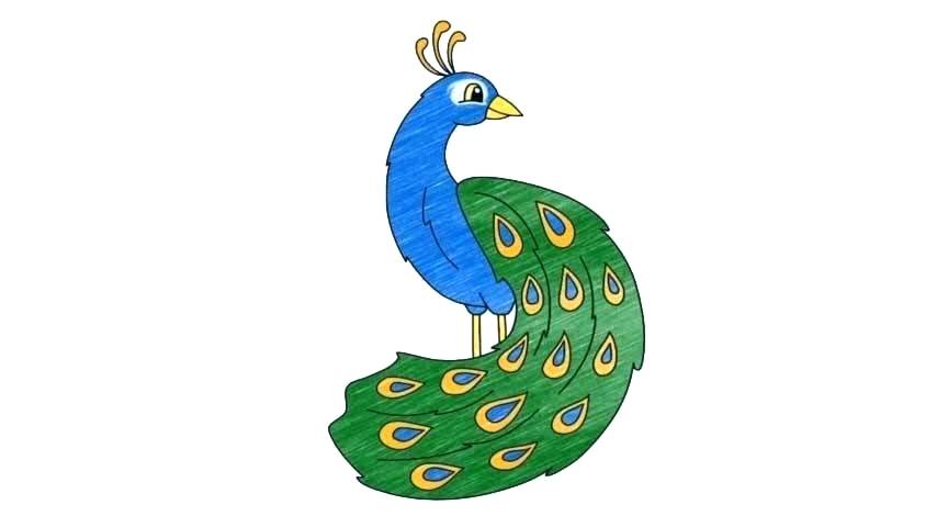 854x480 Easy Drawing Of Peacock Peacock Drawing Step