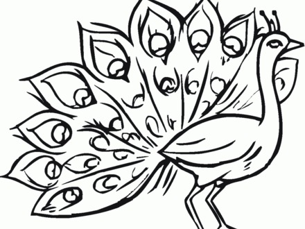 440x330 Peacock Coloring Pages, Free Cartoon Peacocks Coloring Pages
