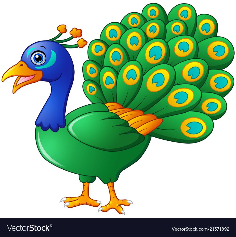 1000x1006 Happy Peacock Cartoon Isolated On White Background Peacocks
