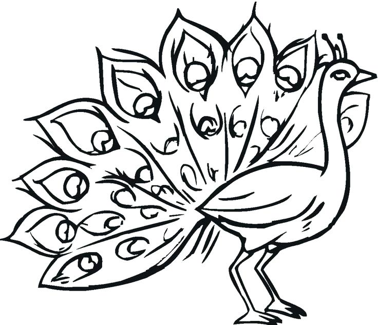 Peacock Cartoon Drawing | Free download on ClipArtMag