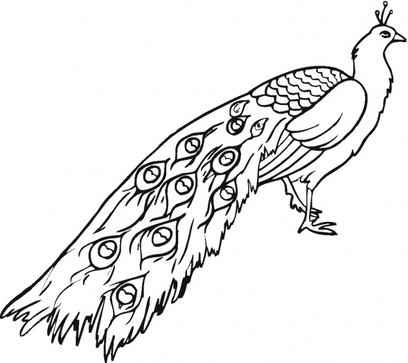 589x525 Peacock Clipart Drawing