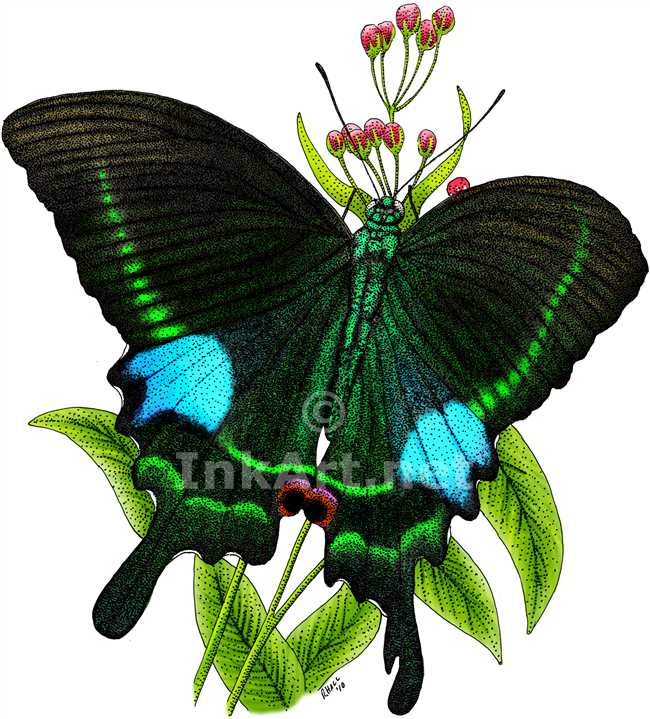 650x719 Paris Peacock Butterfly Stock Art Illustration