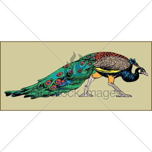 500x500 Peacock Bird Gl Stock Images