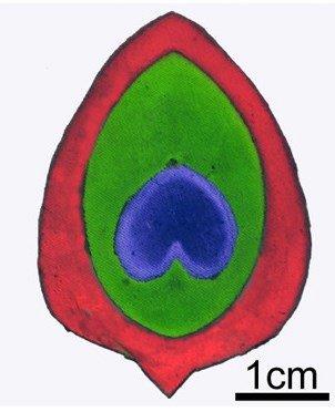 302x372 Peacock Colors Inspire Greener Way To Dye Clothes