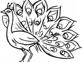 320x240 Pictures Of Peacocks To Color Peacock Drawing Color