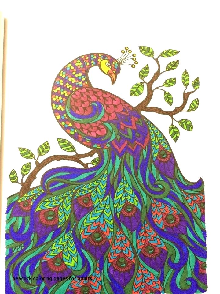 Peacock Drawing Color | Free download on ClipArtMag