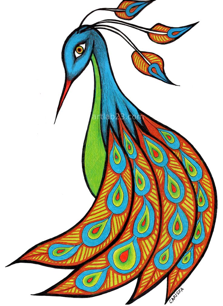 736x1007 Color Drawing Peacock