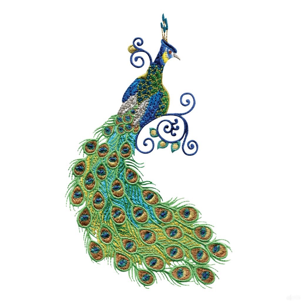 1024x1024 Peacock Feather Drawing