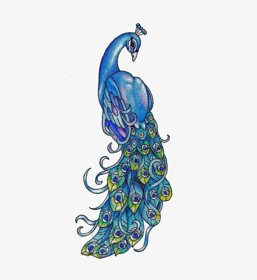 820x895 Peacock Drawing Transparent Png