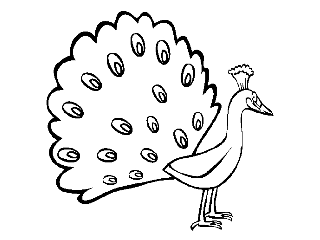 1024x768 Peacock Drawing Side View For Free Download