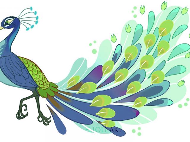 640x480 Simple Colorful Peacock Drawing