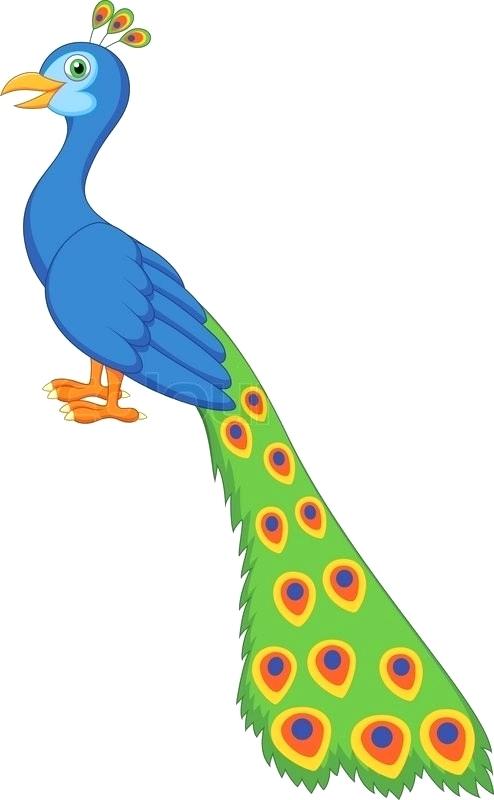 494x800 Peacock Drawings Art Description Easy Peacock Drawings Easy