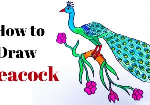 300x210 Peacock Bird Drawing Step