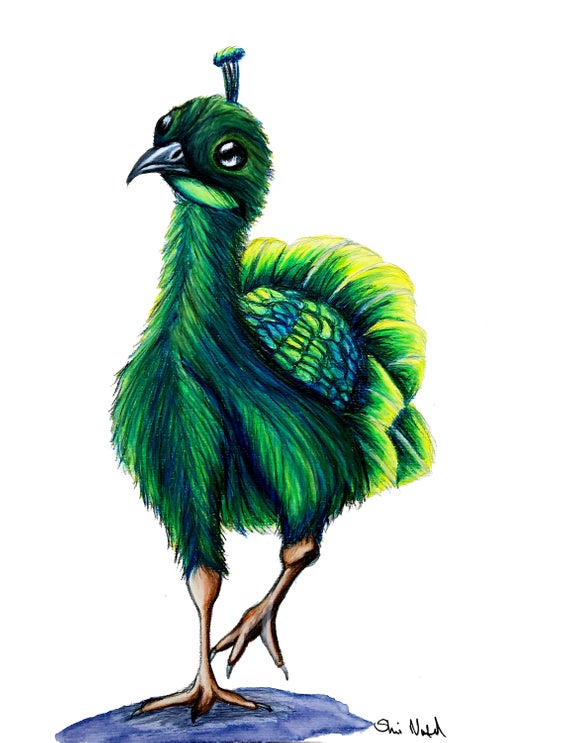 570x743 Baby Peacock Drawing Fine Art Print Nursery Kids Decor Peacock Etsy