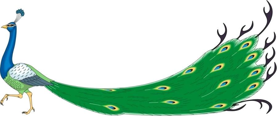 900x380 Drawing Of A Peacock Simple Drawing Of Green Peacock Coloring