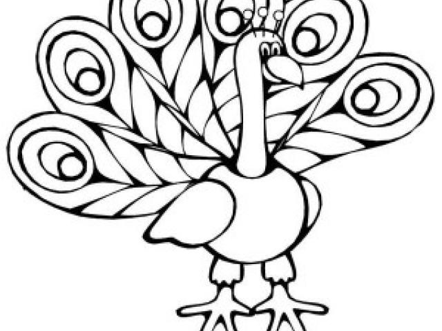 640x480 Peacock Clipart Open Feather Drawing