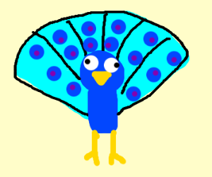 300x250 Peacock Drawing