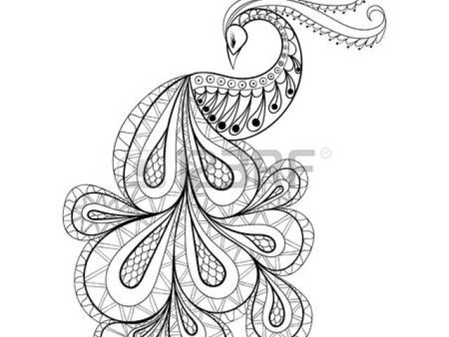 640x480 Sketch Clipart Peacock