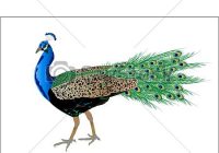 200x140 Peacock Clipart Peacock Drawing Black And White