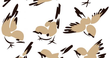 471x250 Birds Drawing Peacock Andrew Forkner Anatomy Beginners Pictures