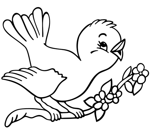 600x526 Peacock Drawing Outline Clip Art Coloring Download