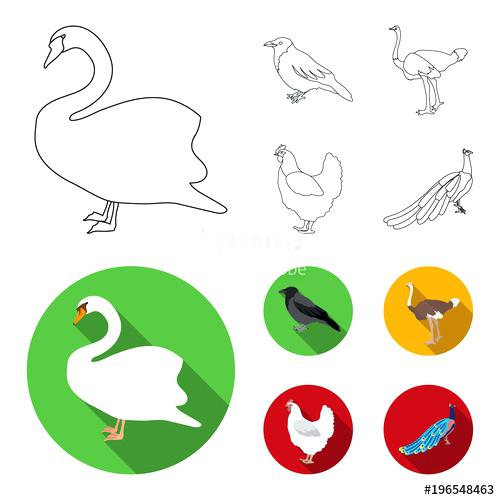 500x500 Quality Coloring Pages Of Peacocks Peacock Outline Drawing