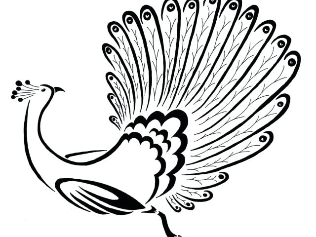 640x480 Outline Of A Peacock