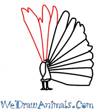 300x350 How To Draw A Peacock