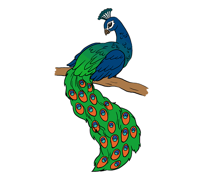 678x600 How To Draw A Peacock In A Few Easy Steps Easy Drawing Guides