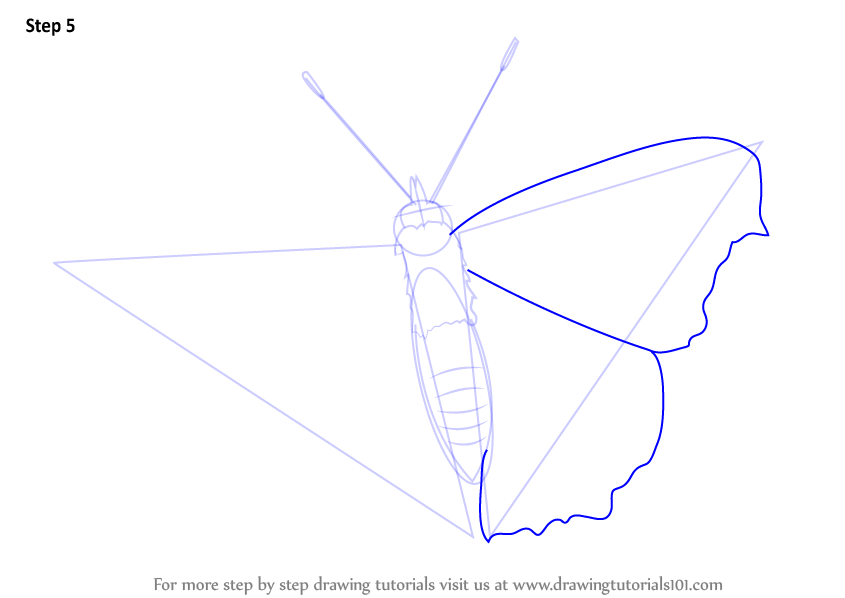845x598 Learn How To Draw A Peacock Butterfly