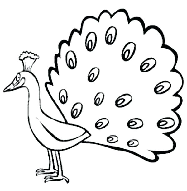 600x614 How To Draw A Peacock Bird Step