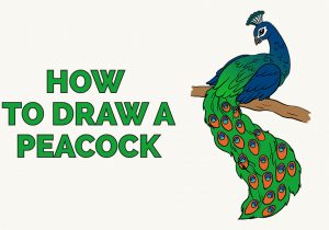 300x210 Easy Steps To Draw A Peacock How To Draw A Peacock Stepstep Simple